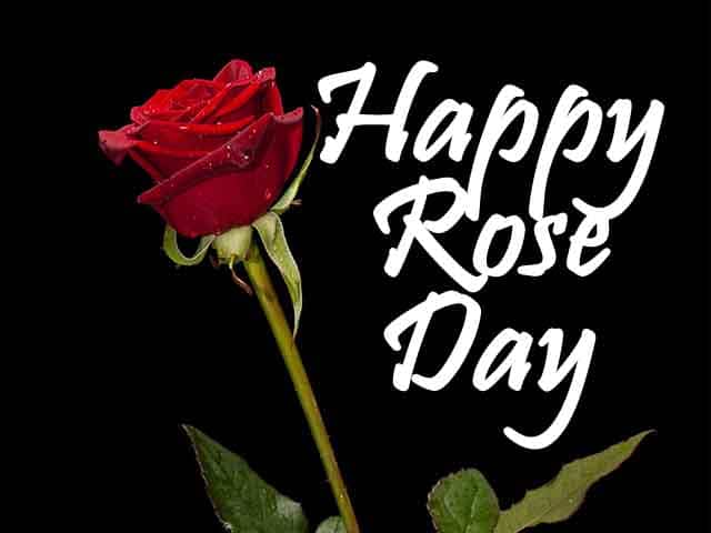 National Red Rose Day - Celebrate the Timeless Beauty of the Queen of Fl...