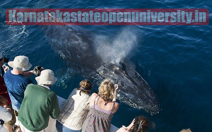 Where and When to Go Whale Watching in California? According to Experts Step by Step Full Guide