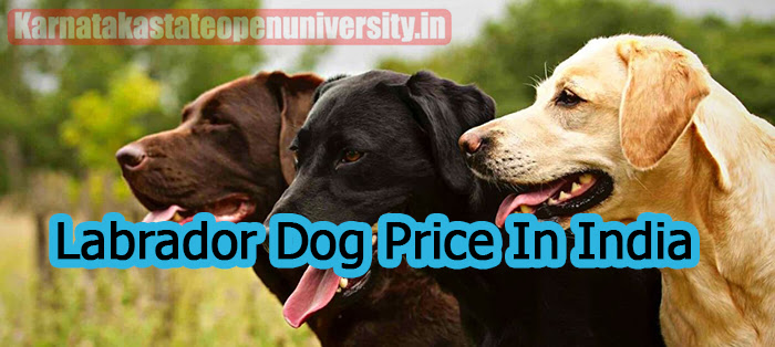 Labrador Dog Price In India 2023