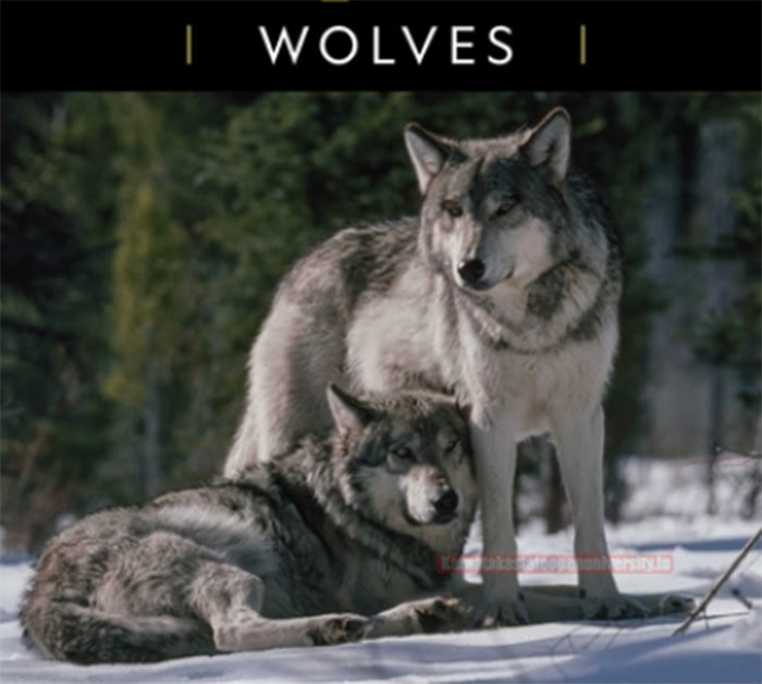 Wolfs Movie